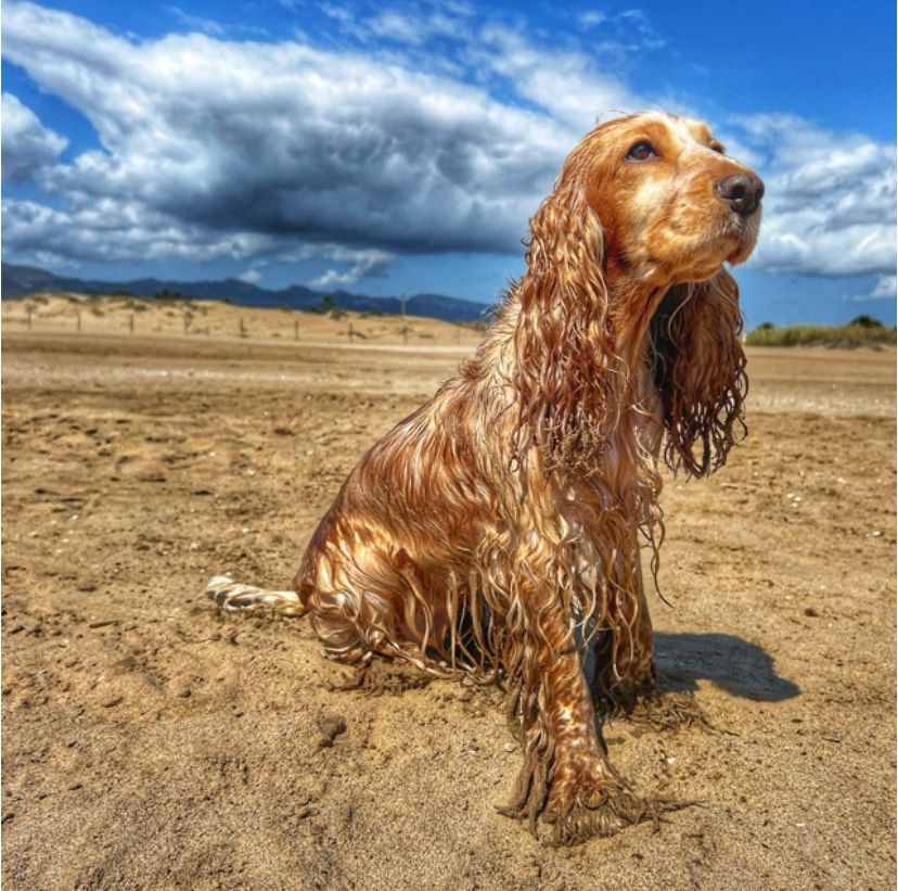 cocker spaniel ingles