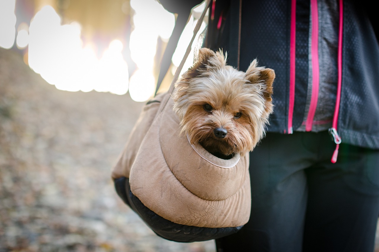 Perros en bolsa transporte