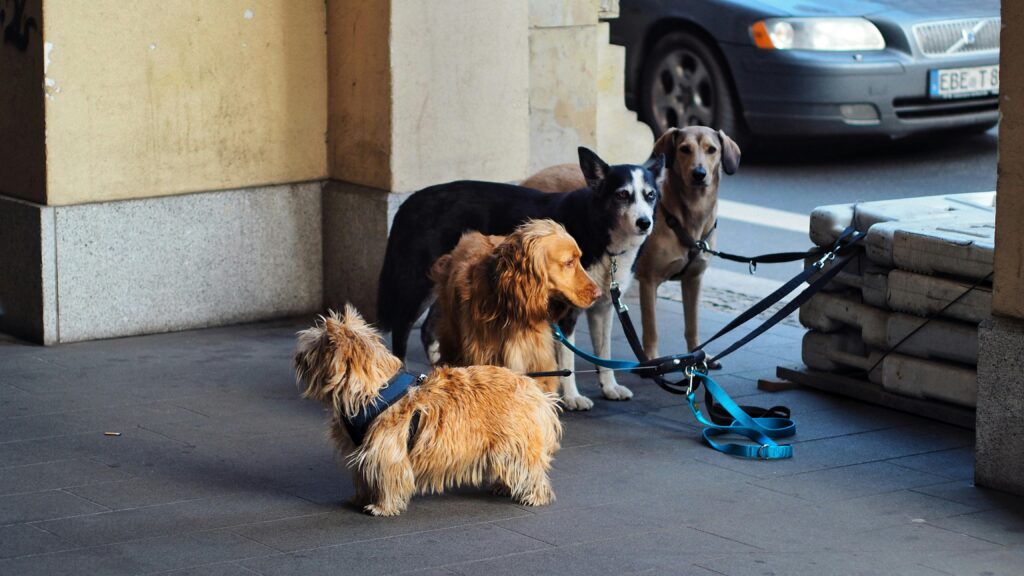 Perros con arneses