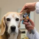 Mejores Veterinarios en Benetússer